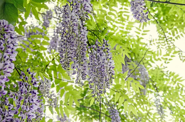 Mauve violett Wisteria bush klättring blommor, Utomhus nära upp — Stockfoto