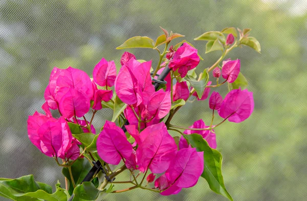 Bougainvillea flores ramo rosa, flor de papel com folhas verdes — Fotografia de Stock