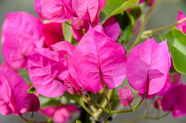 Bougainvillea růžová větev květiny, papírové květiny se zelenými lístečky — Stock fotografie