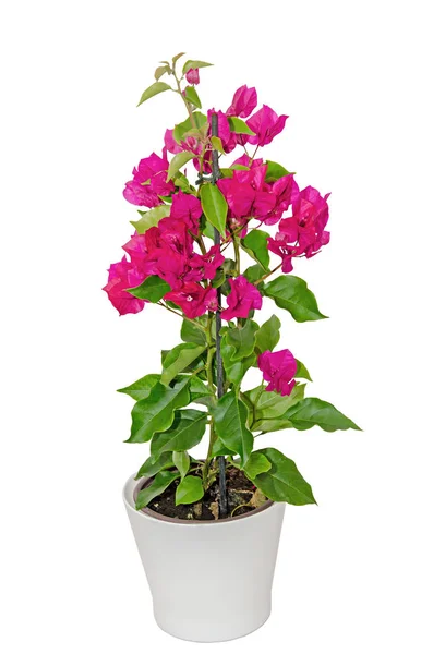 Bougainvillea pink branch flowers, paper flower with green leafs — Stock Photo, Image