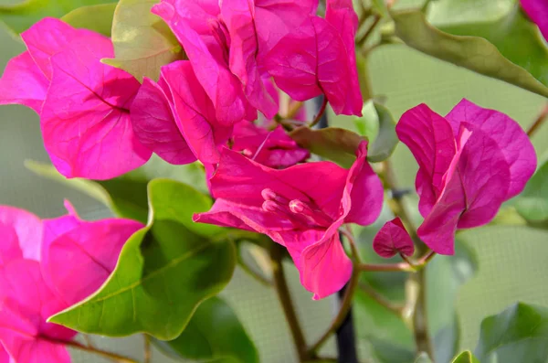 Bougainvillea fleurs de branche rose, fleur de papier avec feuilles vertes — Photo