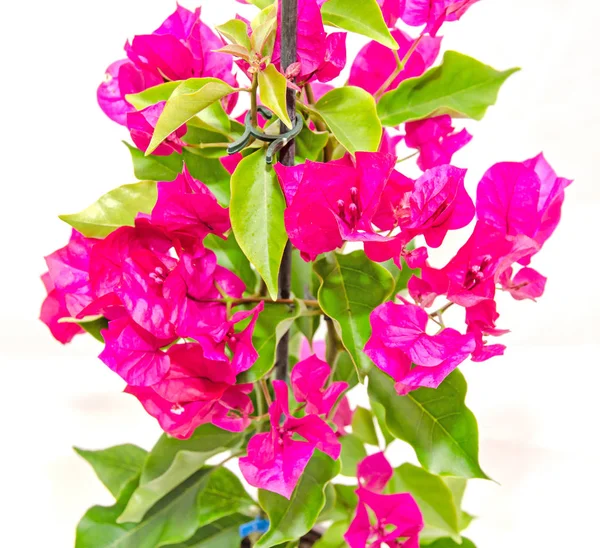 Bougainvillea pink branch flowers, paper flower with green leafs