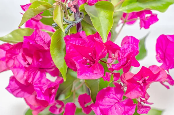 Bougainvillea růžová větev květiny, papírové květiny se zelenými lístečky — Stock fotografie