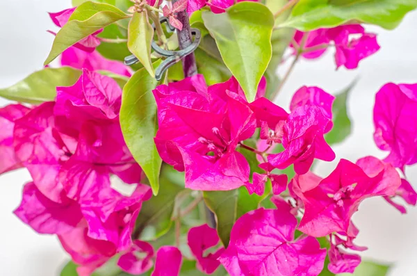 Bougainvillea flores de rama rosa, flor de papel con hojas verdes —  Fotos de Stock