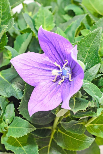 Platycodon grandiflorus astra niebieski, Balonowy kwiat z pąków — Zdjęcie stockowe