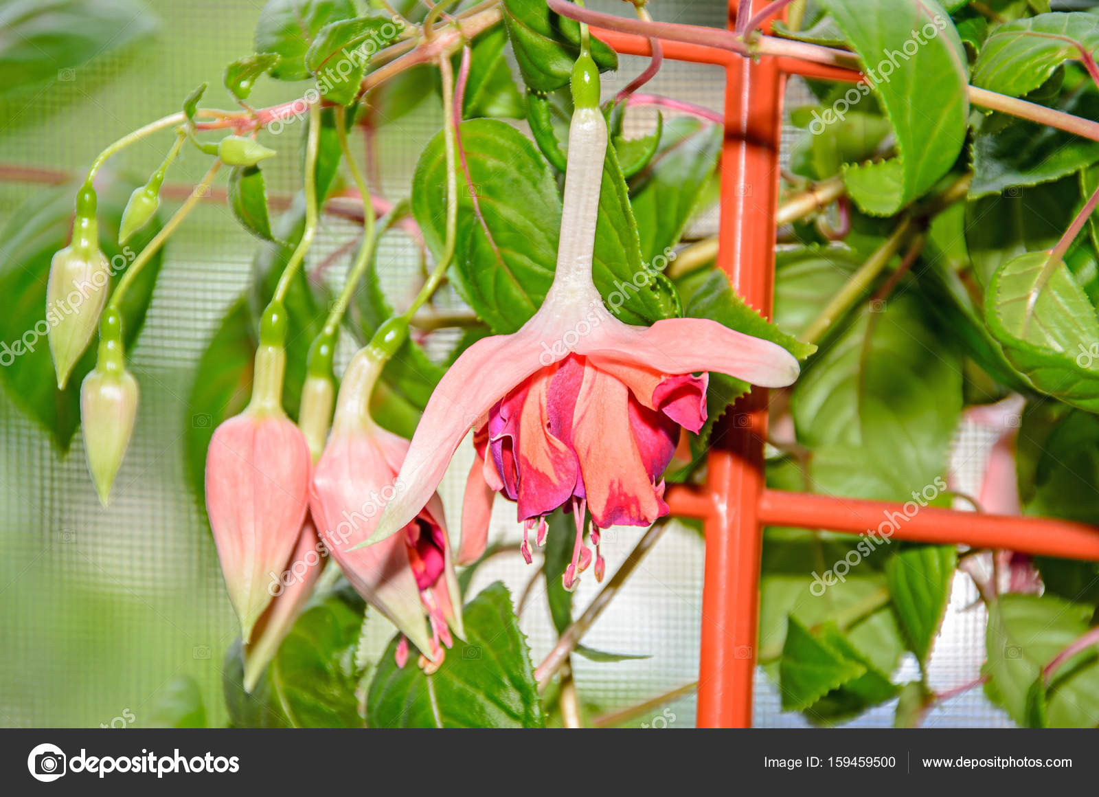 Fleurs Roses Et Fushia Verts Feuilles Arbuste Isolés De