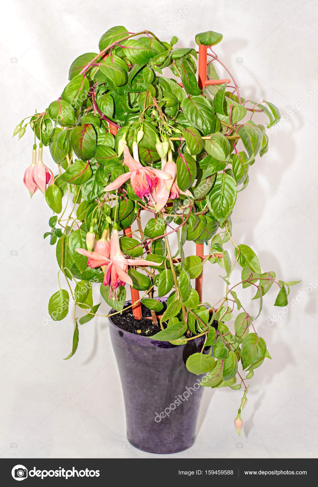 Fleurs Roses Et Fushia Verts Feuilles Arbuste Isolés De