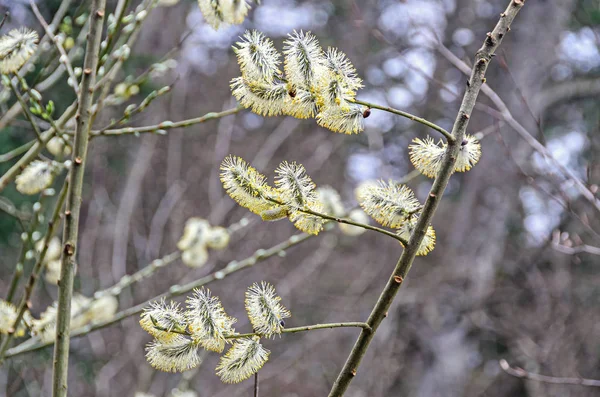 Populus strom bílá chlupatá poupata, detail pobočky — Stock fotografie