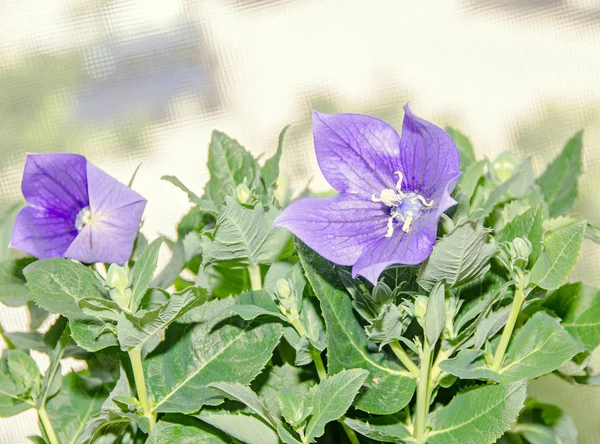 Platycodon grandiflorus astra blue, balloon flower with buds and — Stock Photo, Image