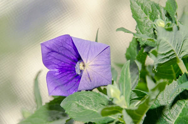 Platycodon grandiflorus astra blue, balloon flower with buds and — Stock Photo, Image