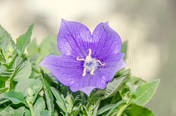 Platycodon grandiflorus astra niebieski, Balonowy kwiat z pąkami i — Zdjęcie stockowe