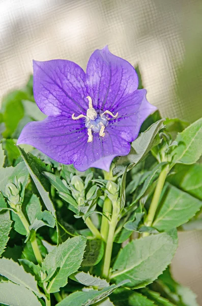 Platycodon grandiflorus astra niebieski, Balonowy kwiat z pąkami i — Zdjęcie stockowe