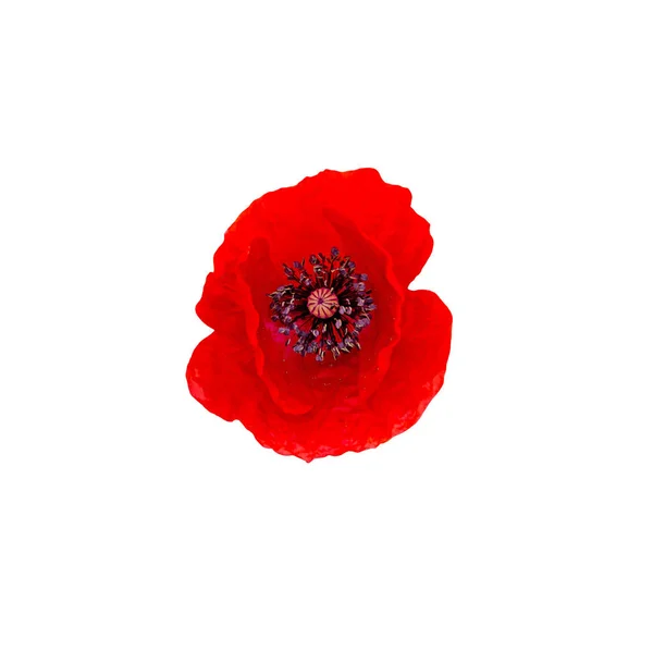 Red wild flower of Papaver rhoeas (corn poppy, corn rose, field — Stock Photo, Image
