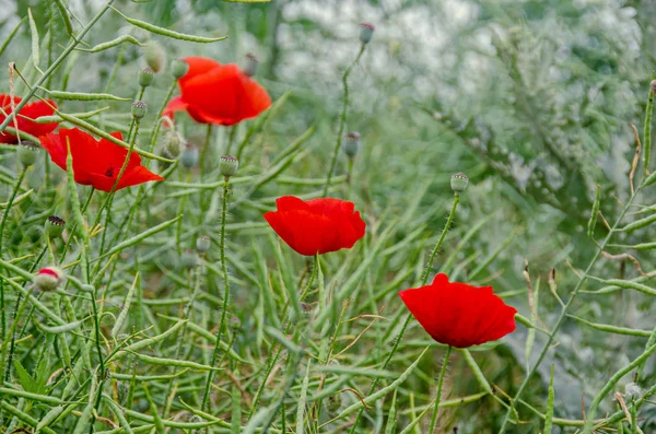 ヒナゲシ (ヒナゲシ、トウモロコシ ローズ、フィールドの赤の野生の花 — ストック写真