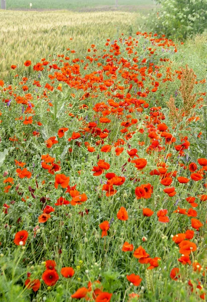 ヒナゲシ (ヒナゲシ、トウモロコシ ローズ、フィールドの赤の野生の花 — ストック写真