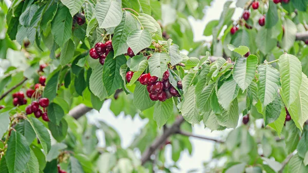 深红色樱桃果实, 树樱桃与绿叶和麸皮 — 图库照片