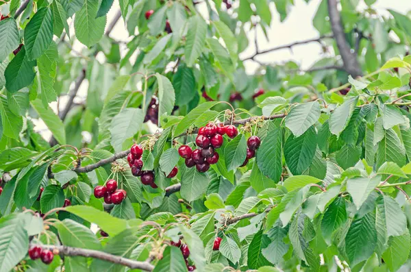 暗い赤いサクランボ果物、緑の葉とふすま桜の木 — ストック写真