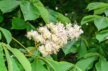 Yeşil ağaç beyaz kestane çiçek, yakın çekim