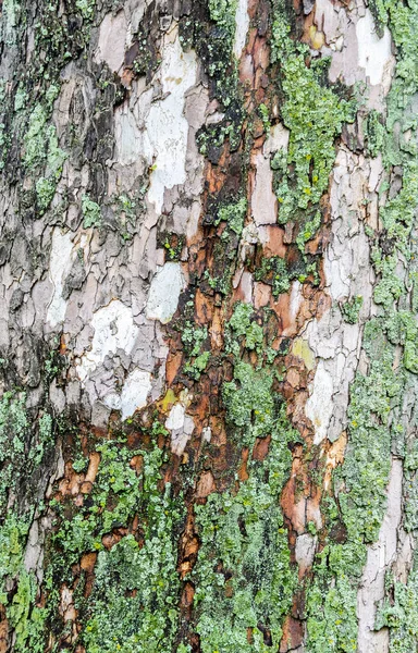 Textura de corteza de árbol verde, primer plano — Foto de Stock