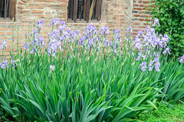 Gäng mauve violett iris blommor, gröna hejda trädgård, närbild — Stockfoto