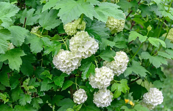 Weiße Hortensienblüten, hortensiengrüner Strauch, Nahaufnahme im Freien — Stockfoto