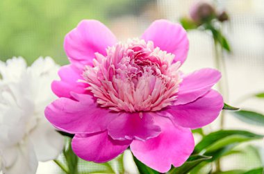 Bud, bokeh bulanıklık arka plan, cins Paeonia ile pembe Şakayık çiçeği