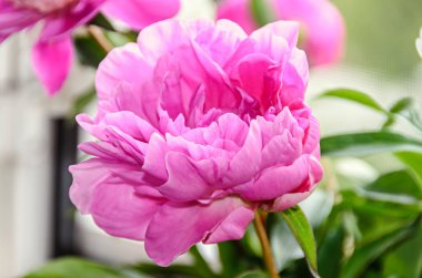 Bud, bokeh bulanıklık arka plan, cins Paeonia ile pembe Şakayık çiçeği