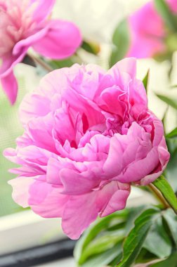 Bud, bokeh bulanıklık arka plan, cins Paeonia ile pembe Şakayık çiçeği