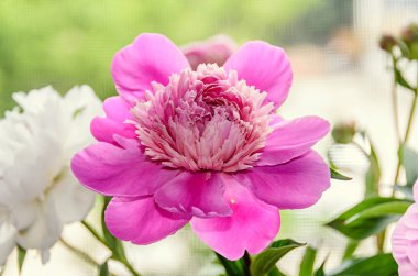 Pembe ve beyaz şakayık çiçekleri ile bud, bokeh arka plan bulanıklık