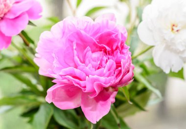 Pembe şakayık çiçeği yakın çekim, bokeh arka plan, cins Paeonia bulanıklık