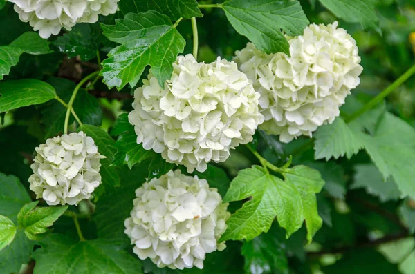 Beyaz ortanca çiçek, HORTENSIA yeşil bush, açık yakın çekim
