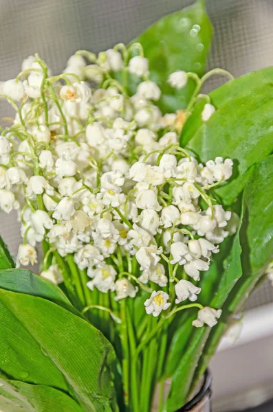 Flores Convallaria blancas, ramo con hojas verdes, de cerca — Foto de Stock