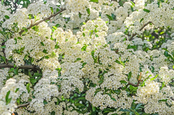 Weiße Sanddorn-Beerenblüten, Strauch mit Zweigen und grün — Stockfoto