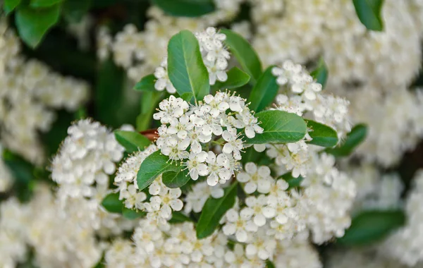 White Sea Buckthorn berry flowers, shrub with branches and green