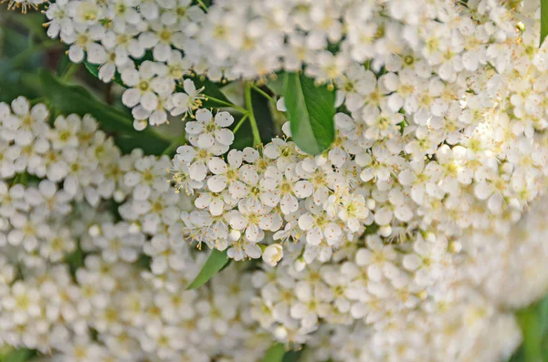 Weiße Sanddorn-Beerenblüten, Strauch mit Zweigen und grün — Stockfoto