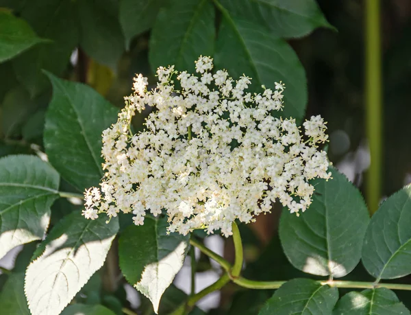 Bouquet blanc de fleurs de Sambucus, arbuste de feuilles vertes . — Photo