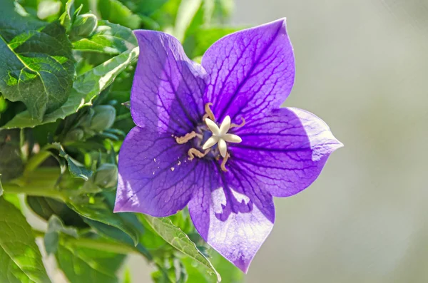 Platycodon grandiflorus astra blue, balloon flower with buds — Stock Photo, Image