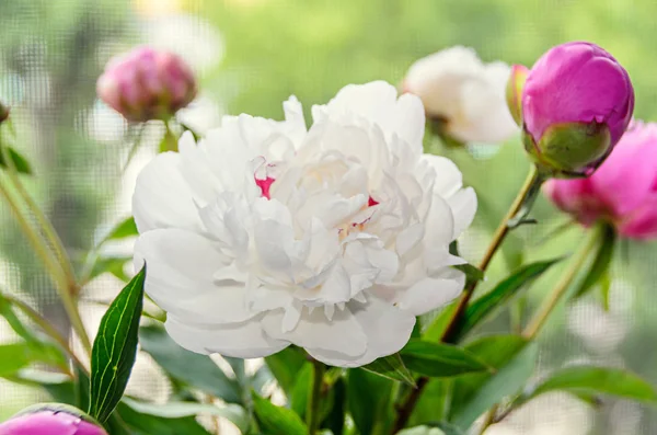 Flor de peónia branca com botões, folhas verdes, género Paeonia — Fotografia de Stock
