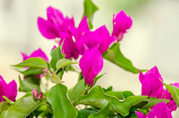 Bougainvillea pink branch flowers, paper flower with green leafs — Stock Photo, Image