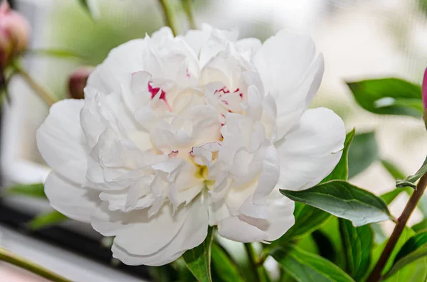 Witte pioenroos bloem met toppen, groene bladeren, geslacht Paeonia — Stockfoto