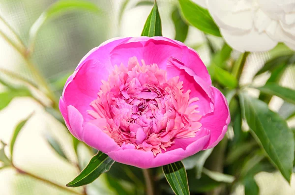 Flor de peônia rosa com botão, fundo borrão bokeh, gênero Paeonia — Fotografia de Stock