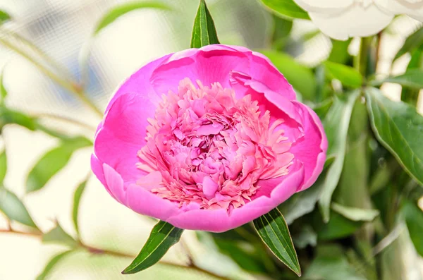 Flor de peônia rosa com botão, fundo borrão bokeh, gênero Paeonia — Fotografia de Stock