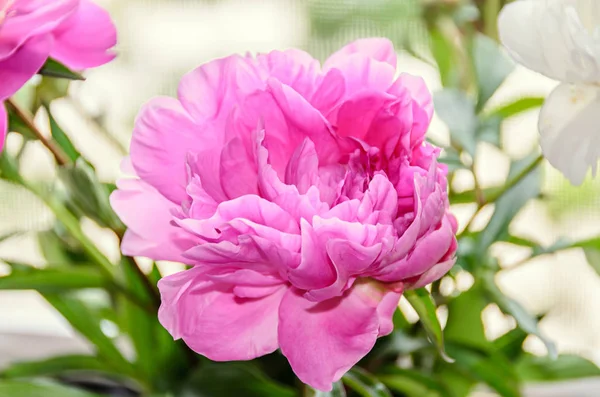 Flor de peônia rosa com botão, fundo borrão bokeh, gênero Paeonia — Fotografia de Stock