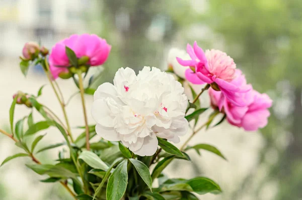 Csokor rózsaszín és fehér bazsarózsa virágok, rügyek — Stock Fotó