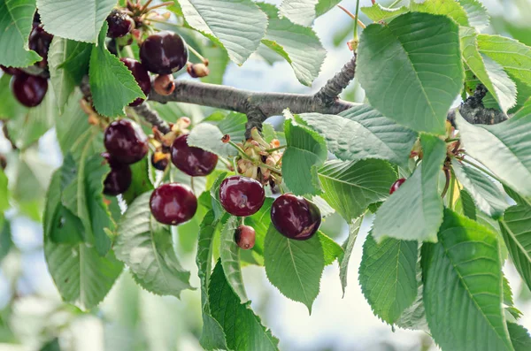 Cerezas rojas oscuras frutas, cereza de árbol con hojas verdes — Foto de Stock