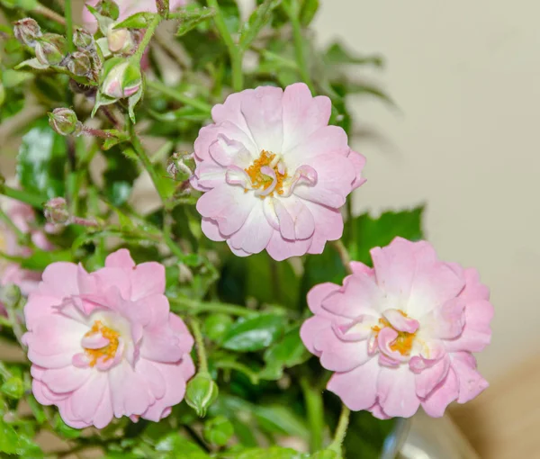 Rosa flores de rosas silvestres, arbusto de rama verde, de cerca — Foto de Stock