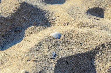 Altın Sahil kumu, renkli deniz kabuğu ayakta yakın çekim