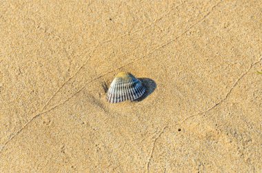 Altın Sahil kumu, renkli deniz kabuğu ayakta yakın çekim