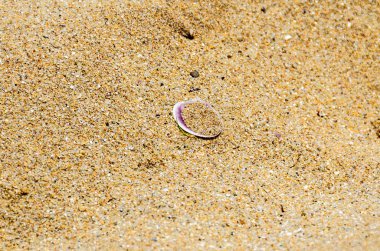 Altın Sahil kumu, renkli deniz kabuğu ayakta yakın çekim