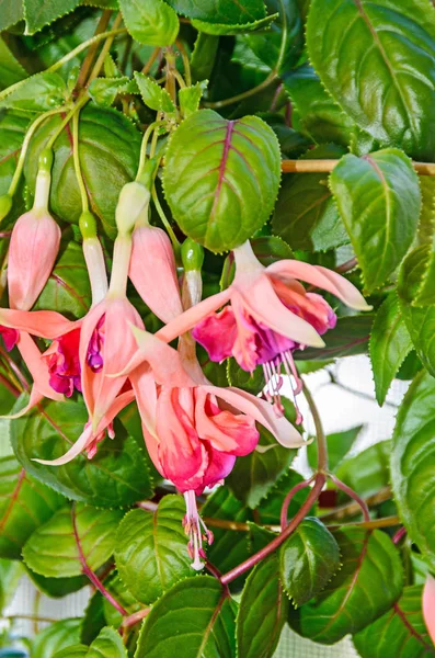 Pembe fuşya çiçekler, yeşil yaprakları çalı, yakın çekim, bokeh bulanıklık — Stok fotoğraf